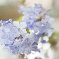 社恐小蜜蜂