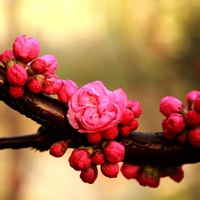 貔貅纳财