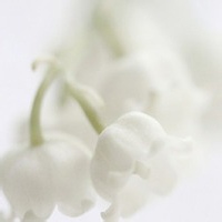 雪影客