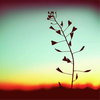 Cerulean Dream