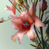 BlackLotus