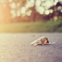 爱吃辣的北极熊