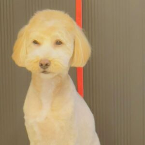 好好活着的头像